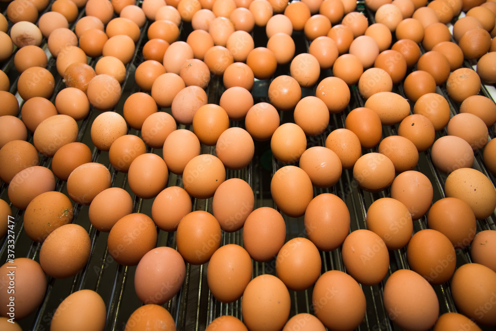 Poultry farm. Modern farming. Fresh brown eggs on a transportation line Poultry farm. Modern farming. Fresh brown eggs on a transportation line