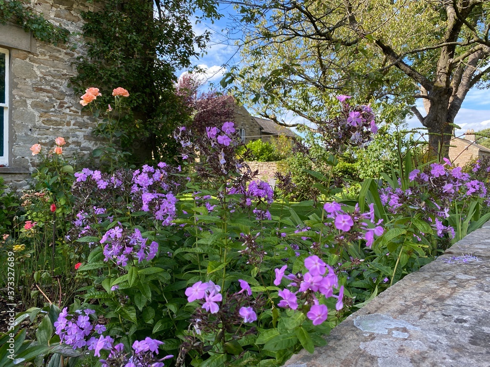 Obraz premium Cream and purple flowers, by the roadside, with green leaves, other plants and trees in, West Burton, Leyburn, UK