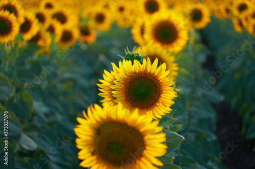 bright sunflower field  a beautiful landscape on a summer day