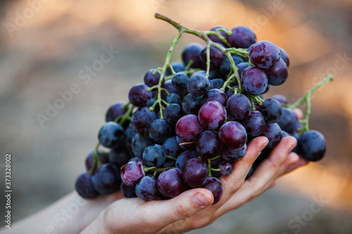 Black grapes basket. Red wine grapes. French vineyard.