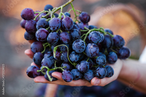 Black grapes basket. Red wine grapes. French vineyard.