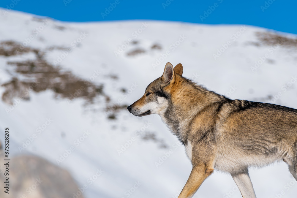 ritratto di un cane lupo cecoslovacco sulle nevi di campoforogna