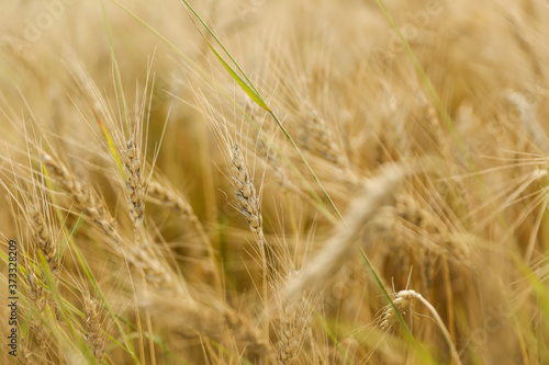 background of golden rye field