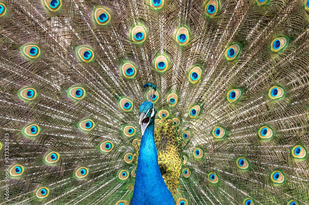 Obraz premium Male peacock bird, Pavo cristatus, squarking with full display tail feathers