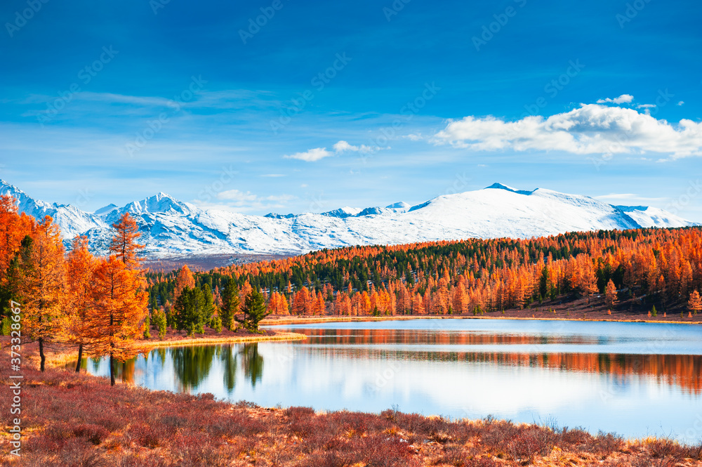 Kidelu lake in Altai mountains, Siberia, Russia. Snow-covered mountain peaks with yellow autumn forest. Beautiful autumn landscape.