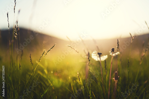 Wild grasses with dandelions in the mountains at sunset. Macro image, shallow depth of field. Summer nature background.
