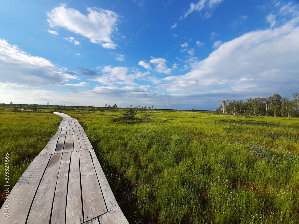 Obraz premium eco path through the swamp