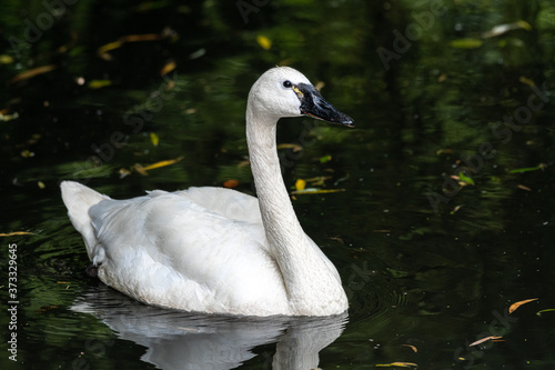 Swimming Trumpeter Swan (Cygnus buccinator)