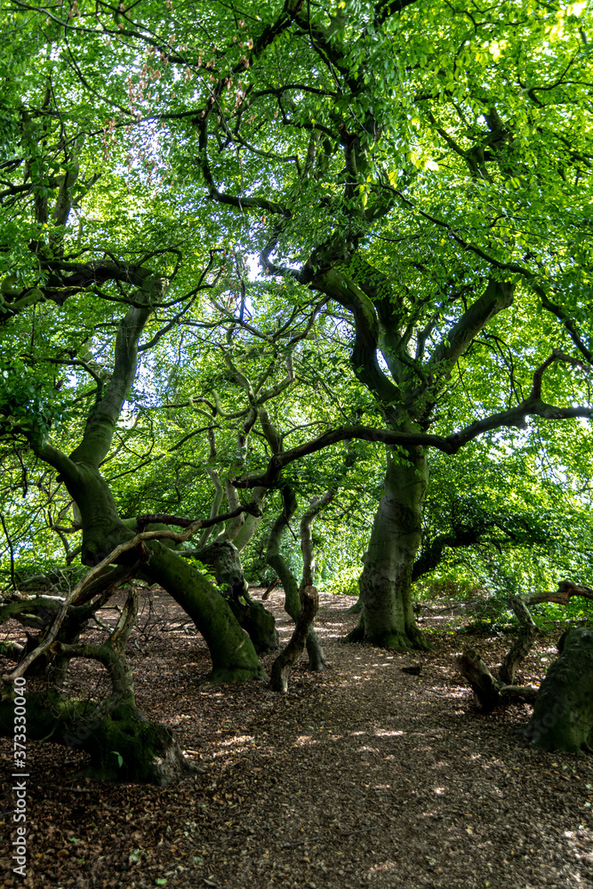 Dwarf Beech (Fagus sylvatica Tortuosa Group) Alley in Bad Nenndorf, Germany Dwarf Beech (Fagus sylvatica Tortuosa Group) Alley in Bad Nenndorf, Germany