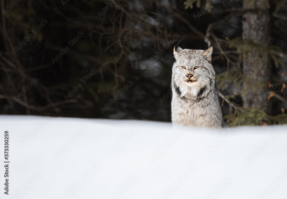 Canadian lynx in the wild