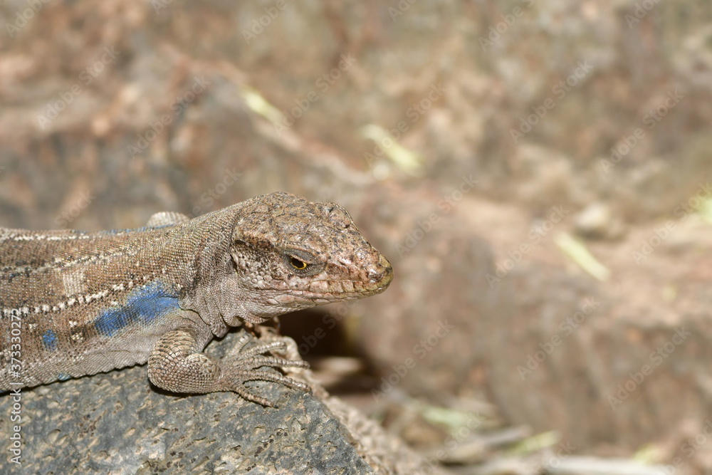 Naklejka premium LAGARTO