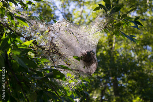 Fall webworm large messy webbed nest seen on tree branch during a late summer day, Lotbiniere region, Quebec, Canada photo