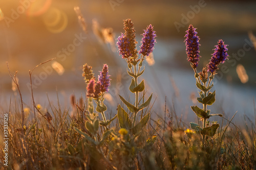 Sālvia officinālis - herbaceous plant or subshrub up to 75 cm; species of the genus Salvia (Salvia) of the family Luminous (Lamiaceae) in the wild at sunset