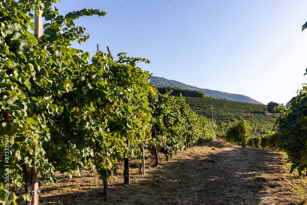 Picturesque hills with vineyards of the Prosecco sparkling wine region in Valdobbiadene, Italy.