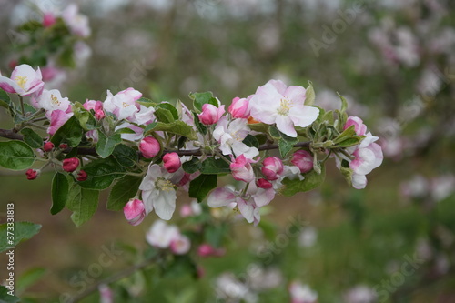 Kwitnąca jabłoń