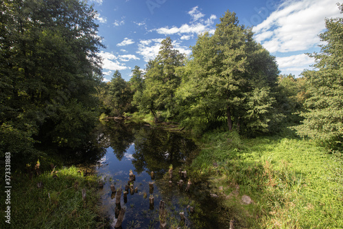 Reflections of trees in a forest river. Natural landscape. High quality photo