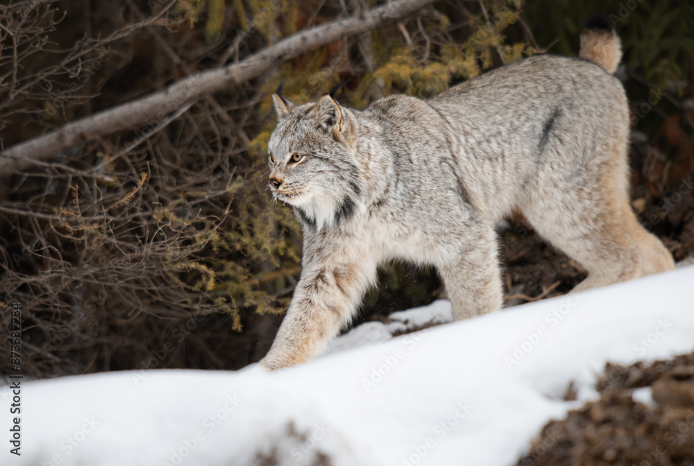 Canadian lynx in the wild Canadian lynx in the wild