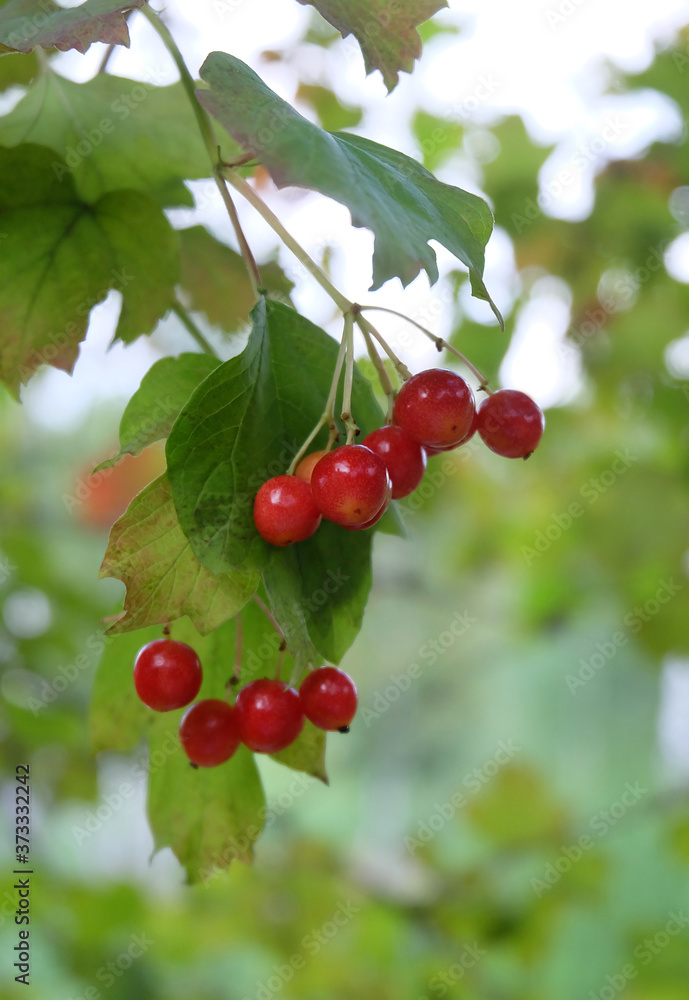 Guelder rose(Latin Viburnum) ripening berries in late summer, macro photography, selective focus, blurred background, vertical orientation Guelder rose(Latin Viburnum) ripening berries in late summer, macro photography, selective focus, blurred background, vertical orientation
