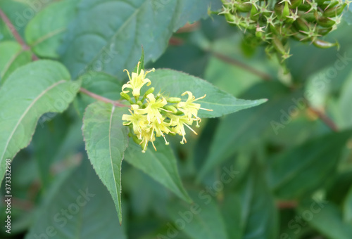 Yellow flowers Diervilla sessilifolia, macro photography, selective focus, blurry background.