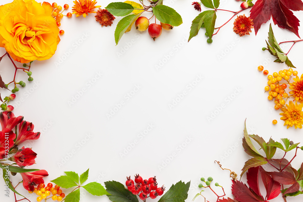 Autumn composition with flowers, leaves and berries on white background. Flat lay, copy space. Autumn composition with flowers, leaves and berries on white background. Flat lay, copy space.