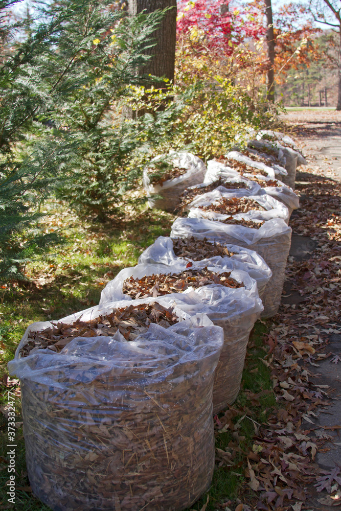 Line of Bagged Oak Tree Leaves Left for Collection in Autumn Stock Photo |  Adobe Stock