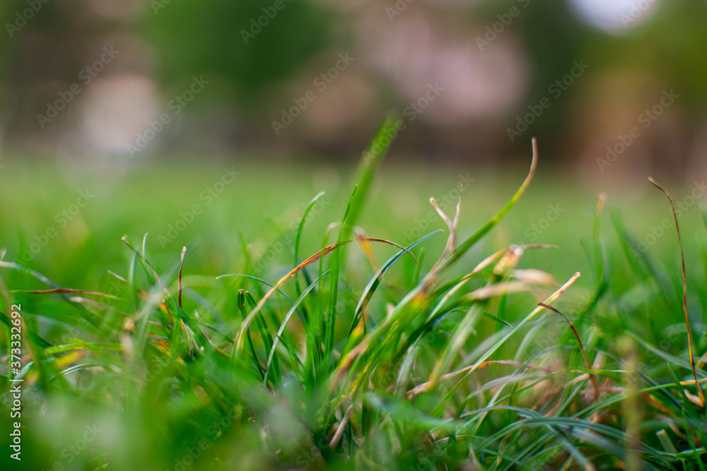 Autumn/summer and nature background concept, Closeup green grass field with blurred background Autumn/summer and nature background concept, Closeup green grass field with blurred background