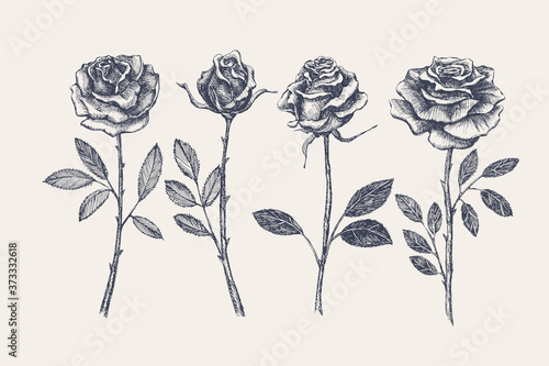 Big set of hand-drawn rose flowers. Buds on stems of garden flowers vector illustration. Botanical image for a floral background. Design element for postcard  poster  cover  invitation.