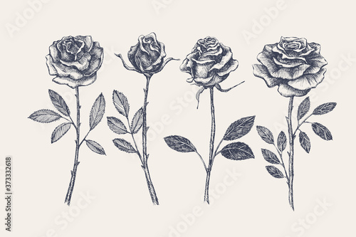 Big set of hand-drawn rose flowers. Buds on stems of garden flowers vector illustration. Botanical image for a floral background. Design element for postcard, poster, cover, invitation.