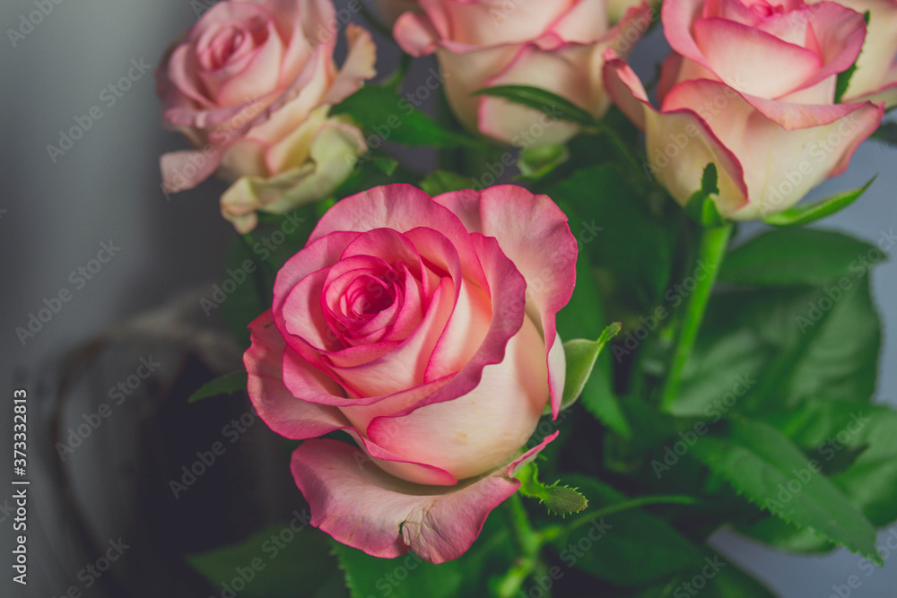 bouquet of pink roses bouquet of pink roses
