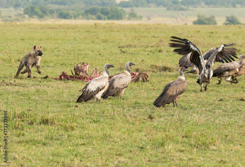 A young hyena chasing away the group of vultures finishing up a kill left by lions and hyenas in the plains of Masai Mara National Reserve during a wildlife safari