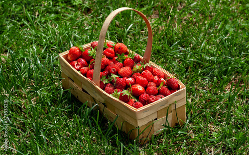 Wooden basket with handle, red strawberries on background of green grass closeup. Juicy, fresh berries, picked in garden, lie in box on lawn. Colorful photo taken on sunny day in country Side view