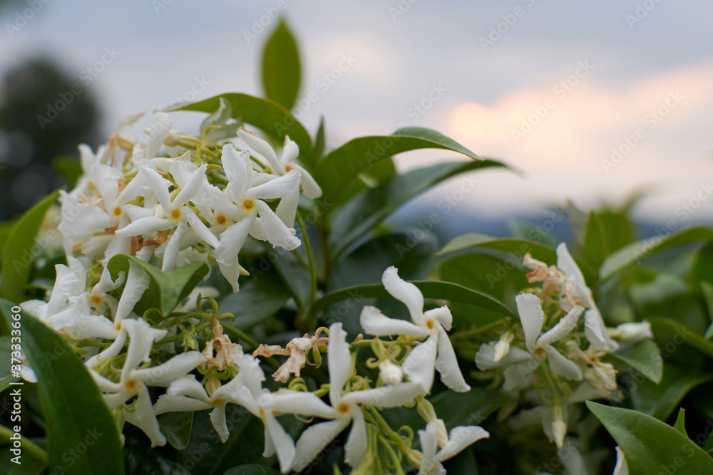 Obraz premium Fragrant and white jasmine flowers