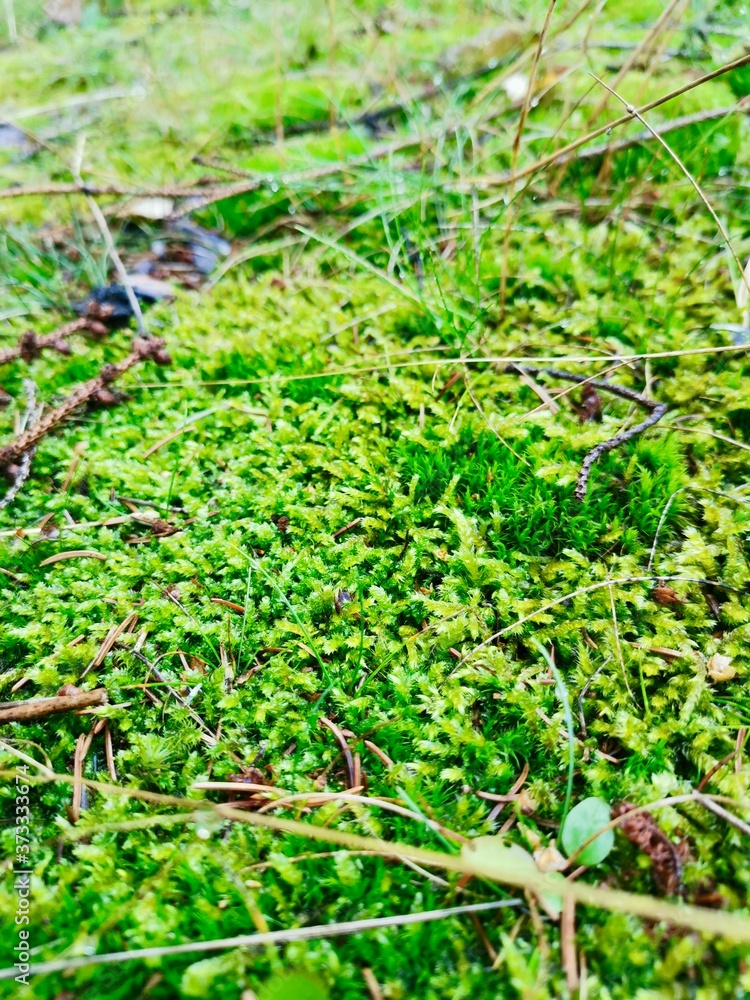 Fototapeta premium wet moss in the forest on a rainy day. high quality photo!