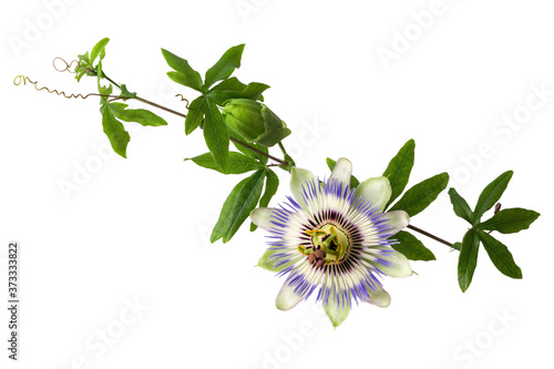 Картината върху платно Passiflora (passionflower) with bud isolated on white background
