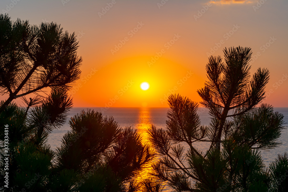 Sunset at Mediterranean sea and pine tree, Mallorca,  Balearic islands, Spain