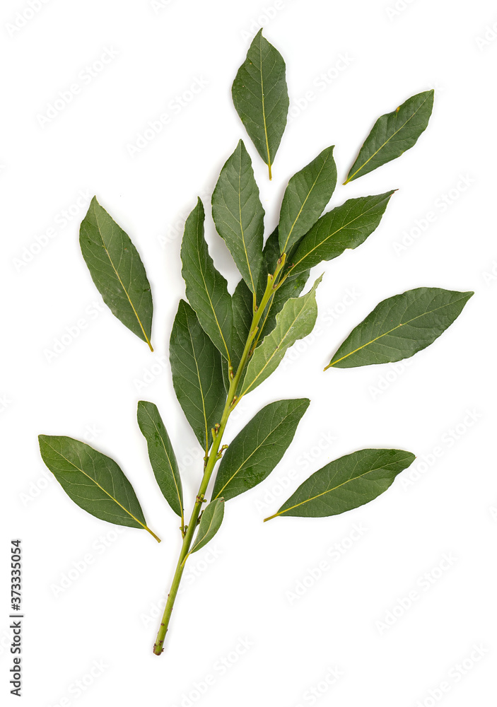 Laurel (Laurus nobilis) branch on white background Laurel (Laurus nobilis) branch on white background