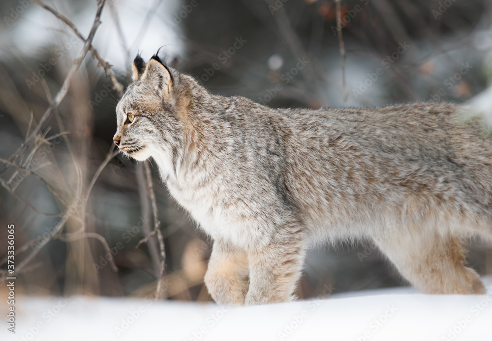 Obraz premium Ryś kanadyjski na wolności