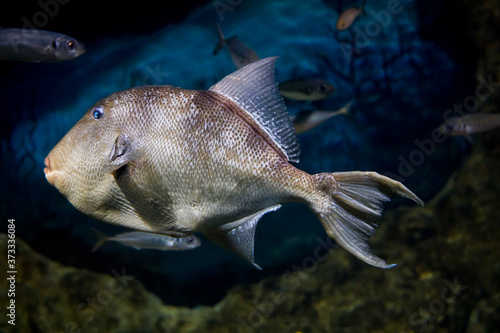 Grey Triggerfish (Balistes capriscus)
