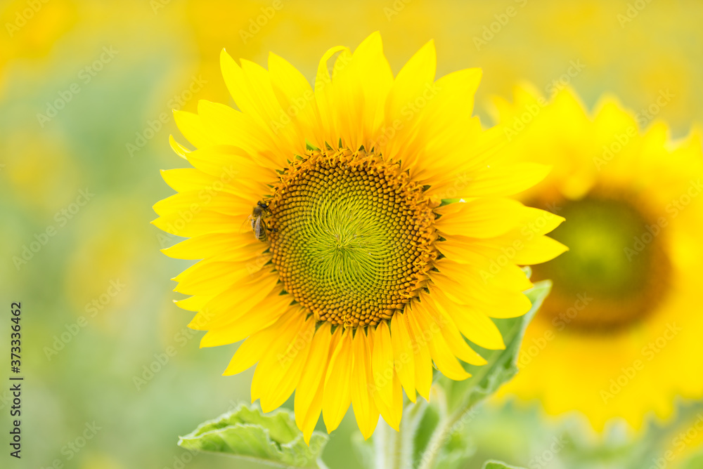 Bee on a sunflower, selective focus
