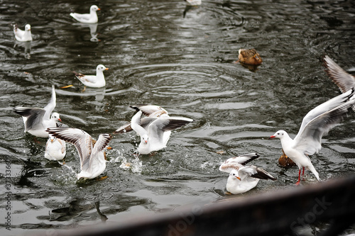 Εκτύπωση καμβά Gulls hunt and fight for food in the lake of the park for a walk in the city, nobody