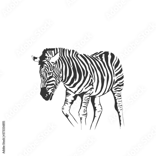 Vector zebra standing isolated on white background  graphical sketch