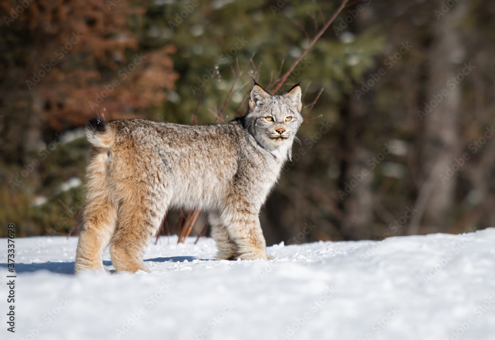 Obraz premium Canadian lynx in the wild