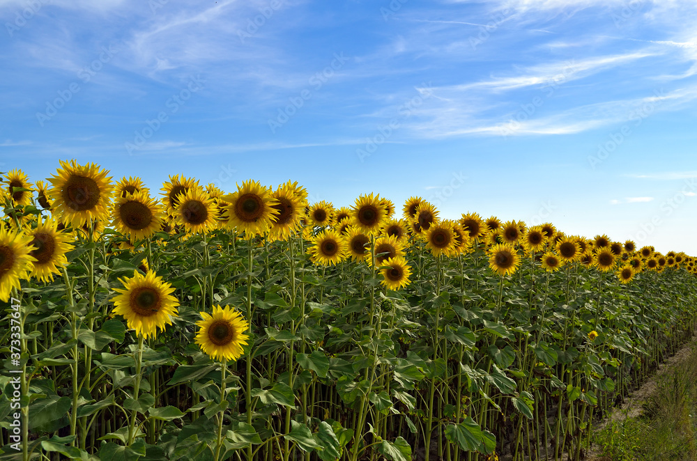 Obraz premium Field of yellow sunflowers against a blue sky
