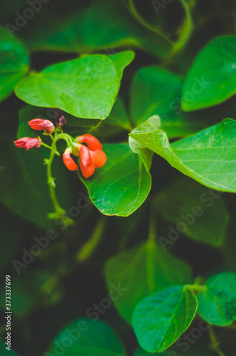 Red flower buds and green leaves