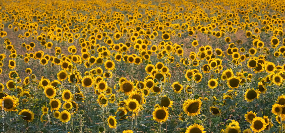 A large field of happy yellow sunflower blooms back-lit in the evening sun. A large field of happy yellow sunflower blooms back-lit in the evening sun.
