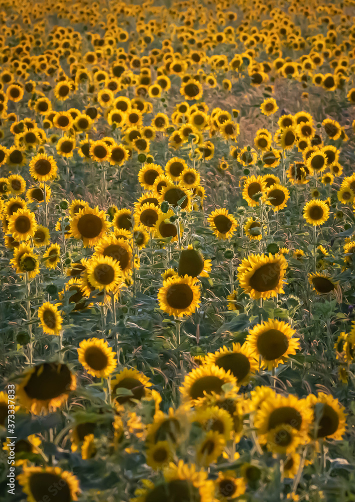 A large field of happy yellow sunflower blooms back-lit in the evening sun. A large field of happy yellow sunflower blooms back-lit in the evening sun.