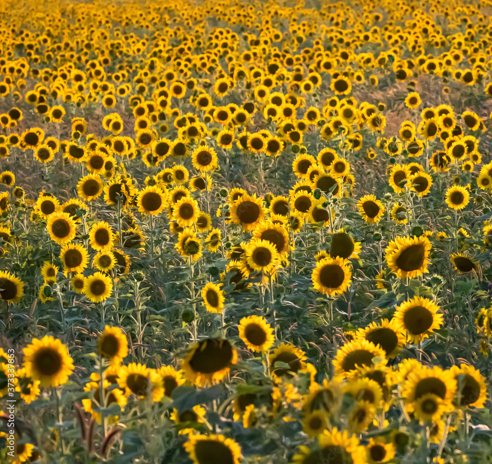 A large field of happy yellow sunflower blooms back-lit in the evening sun.