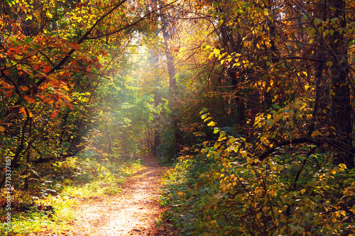 early morning in the autumn park forest in fall  a scenic landscape