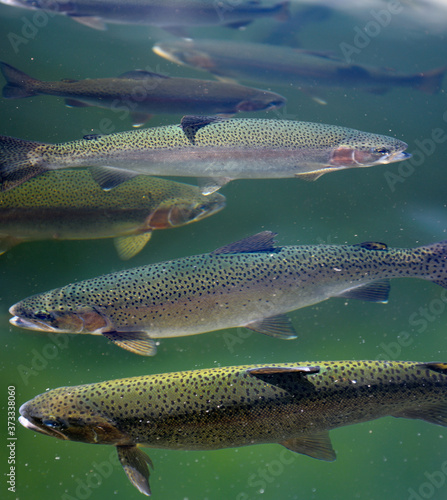 Rainbow Trout swimming on the surface of a Lake in Quebec