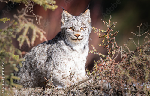 Canvas Print Canadian lynx in the wild